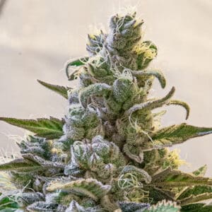 Lemon Cake Auto