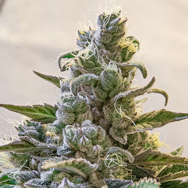 Lemon Cake Auto
