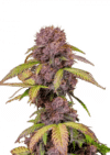 Lemon Cherry Cookies Auto