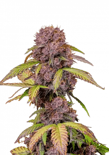 Lemon Cherry Cookies Auto