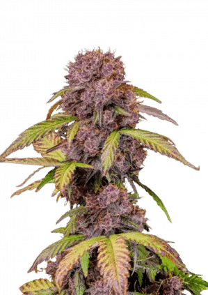 Lemon Cherry Cookies Auto