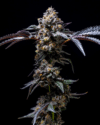 Lemon Cherry POP