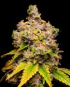 Lemon Cherry Sherb