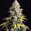 Lemon Cream Kush