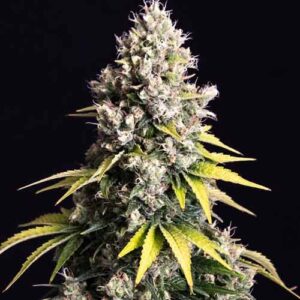 Lemon Cream Kush