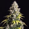 Lemon Cream Kush Automatic