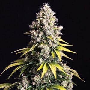 Lemon Cream Kush Automatic
