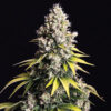 Lemon Cream Kush Automatic