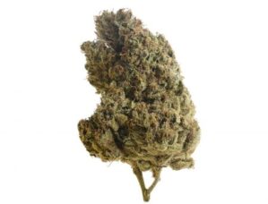 Lemongrass (Amsterdam Genetics)