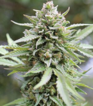 Lemongrass (Humboldt Seeds Company)