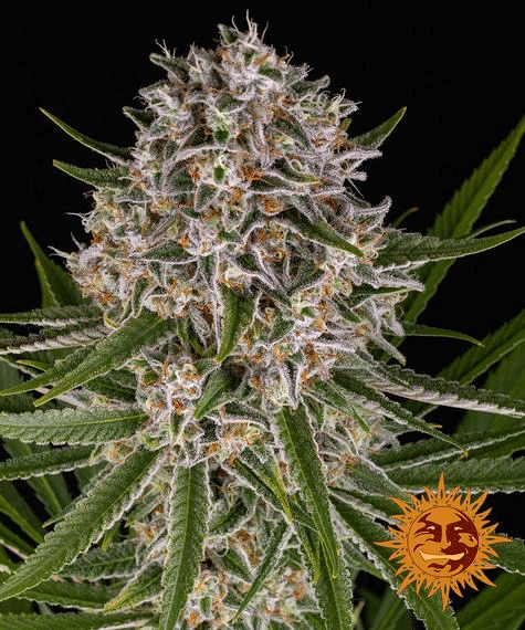 Lemon Haze Auto (Barney’s Farm)