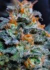 Lemon Haze (BSB Genetics)