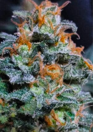 Lemon Haze (BSB Genetics)
