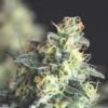 Lemon Larry OG (Pyramid Seeds)