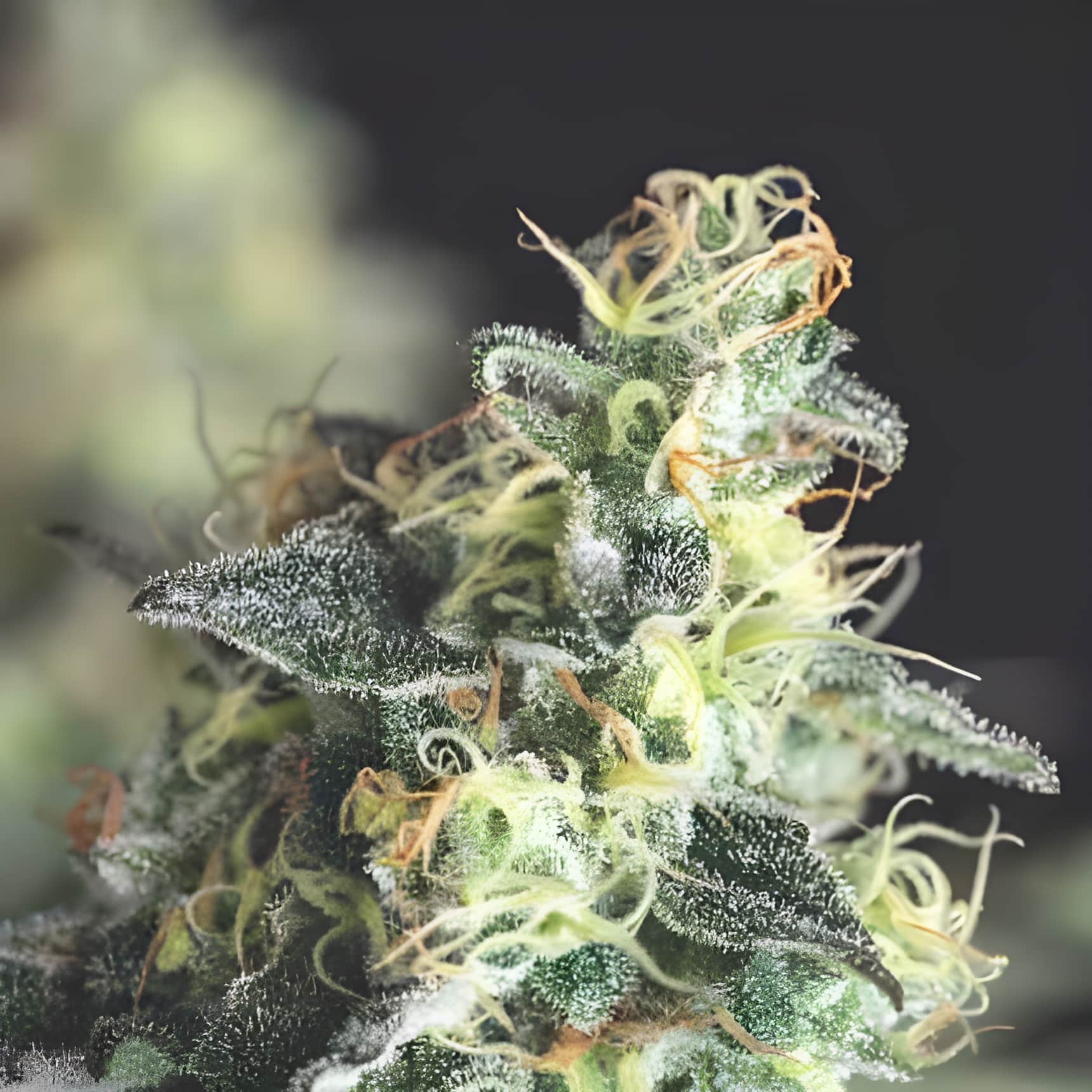Lemon Larry OG (Pyramid Seeds)