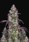 Lemon Pie Auto (FastBuds)