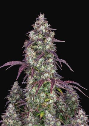 Lemon Pie Auto (FastBuds)
