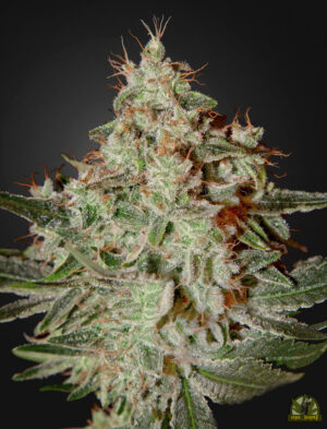 Lemon Skunk