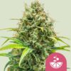 Lemon Skunk (Royal Queen Seeds)