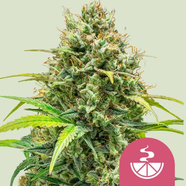 Lemon Skunk (Royal Queen Seeds)