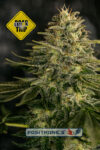 Lemon Trip