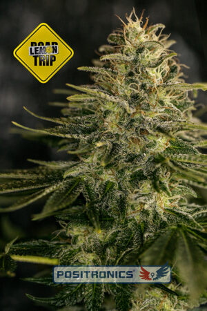 Lemon Trip