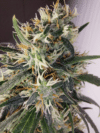 Limited Edition Panama A5 Haze