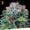 Limon Haze