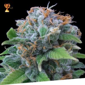 Limon Haze