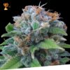 Limon Haze