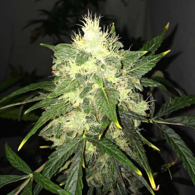 Lithium OG Kush Auto