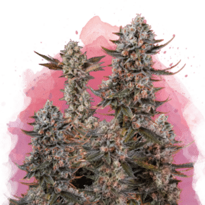 Lithium OG Kush Reg.