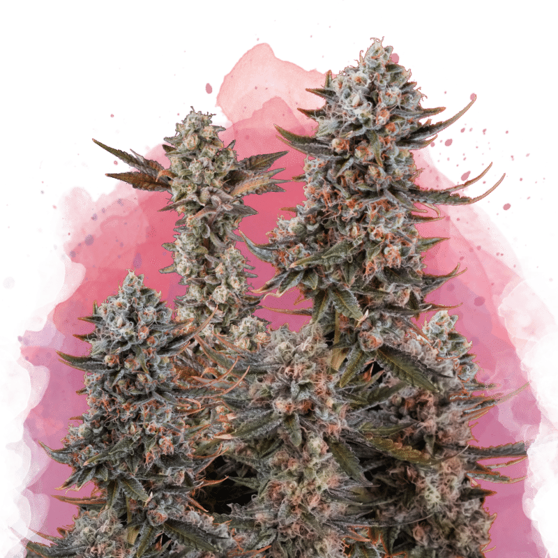 Lithium OG Kush Reg.