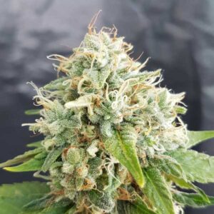 Little Stilton Auto (war Easy Cheese Auto)