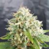 Little Stilton Auto (war Easy Cheese Auto)