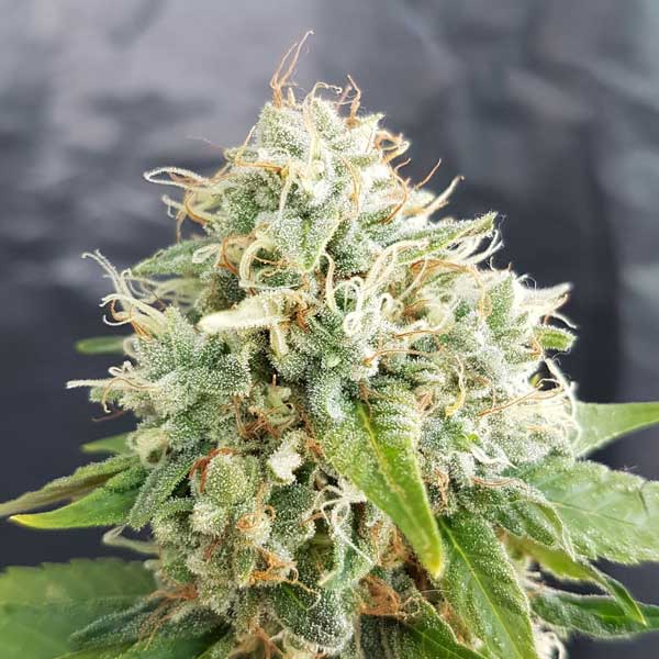 Little Stilton Auto (war Easy Cheese Auto)