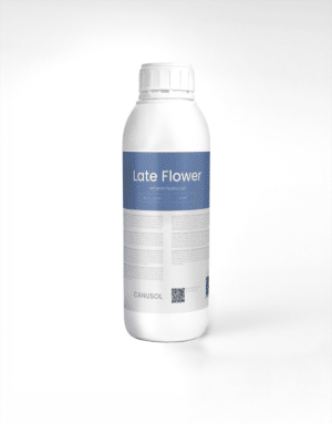 LMHL Late Flower