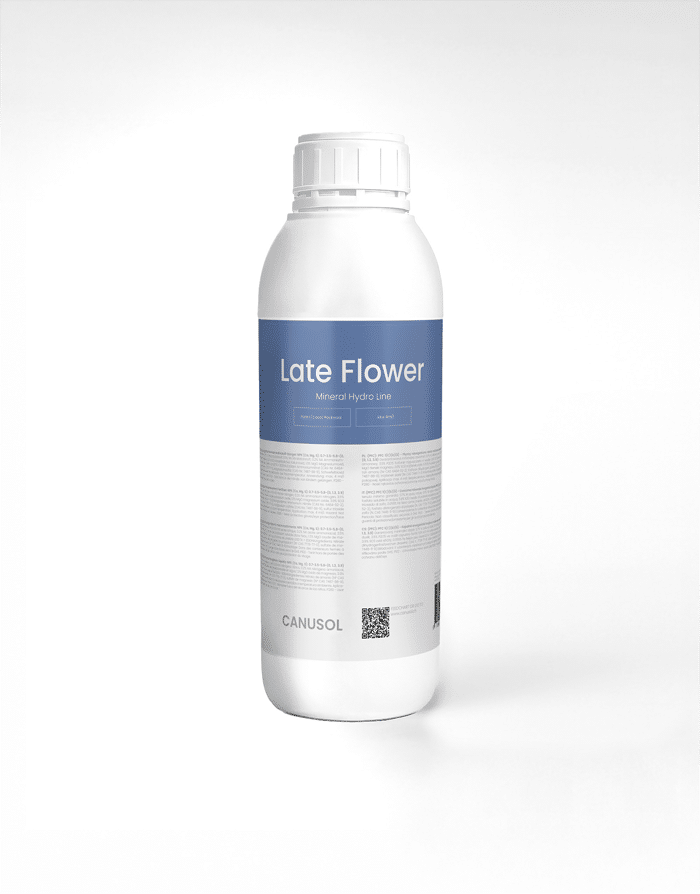 LMHL Late Flower
