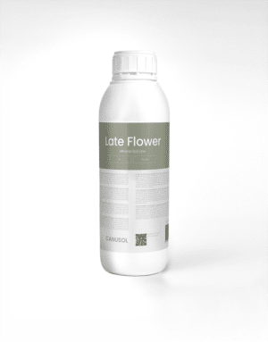 LMSL Late Flower