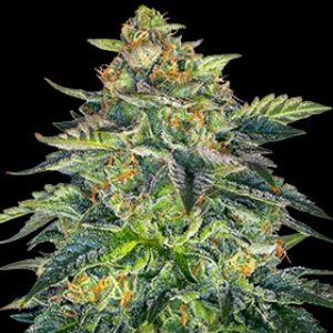 London Cream Cake Auto
