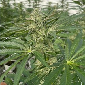 Lucky Lucy CBD