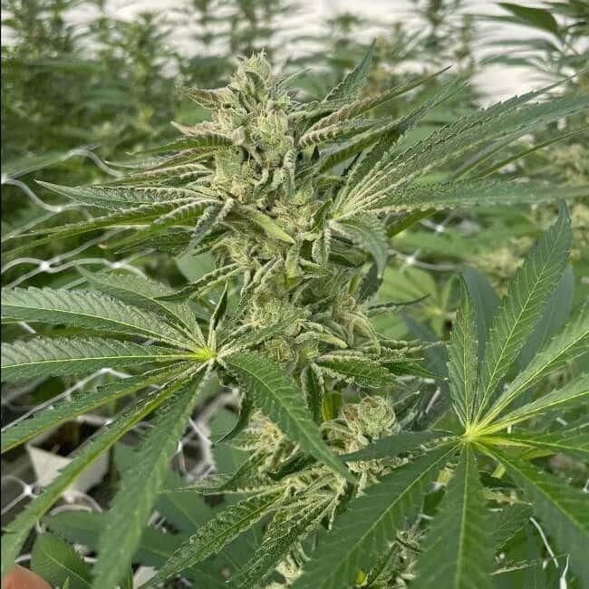 Lucky Lucy CBD