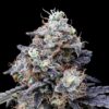 MacMelon Auto (DNA Genetics Seeds)