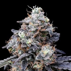 MacMelon Auto (DNA Genetics Seeds)