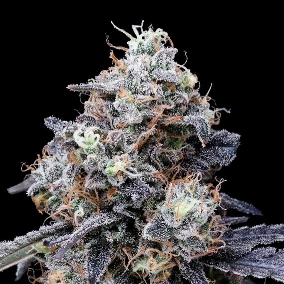 MacMelon Auto (DNA Genetics Seeds)