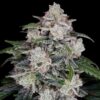 Mac N Me Auto (DNA Genetics Seeds)