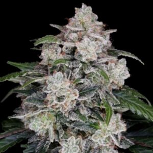 Mac N Me Auto (DNA Genetics Seeds)