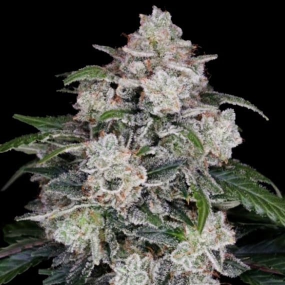 Mac N Me Auto (DNA Genetics Seeds)