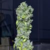 Magic Tree Auto