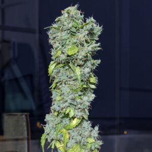 Magic Tree Auto